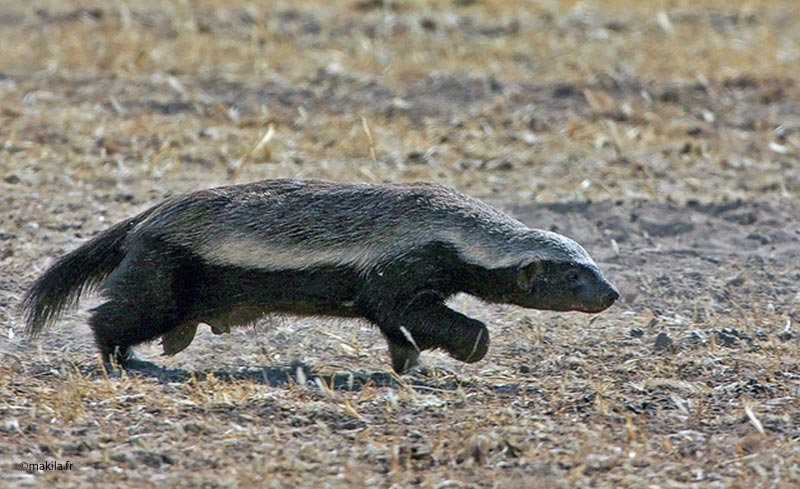 Ratel