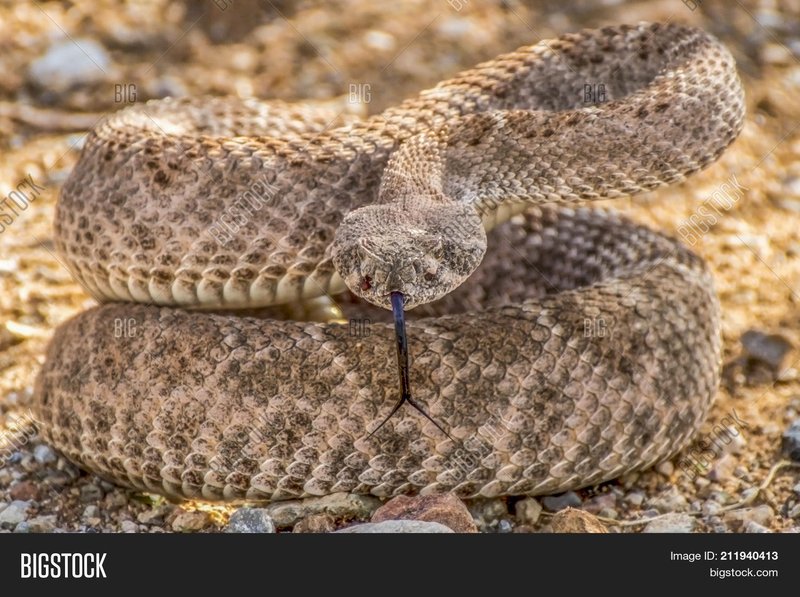 Rattlesnake