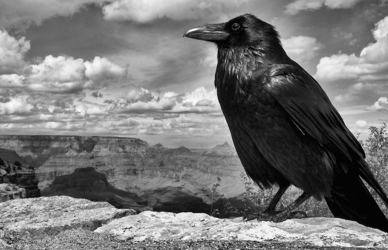 Raven