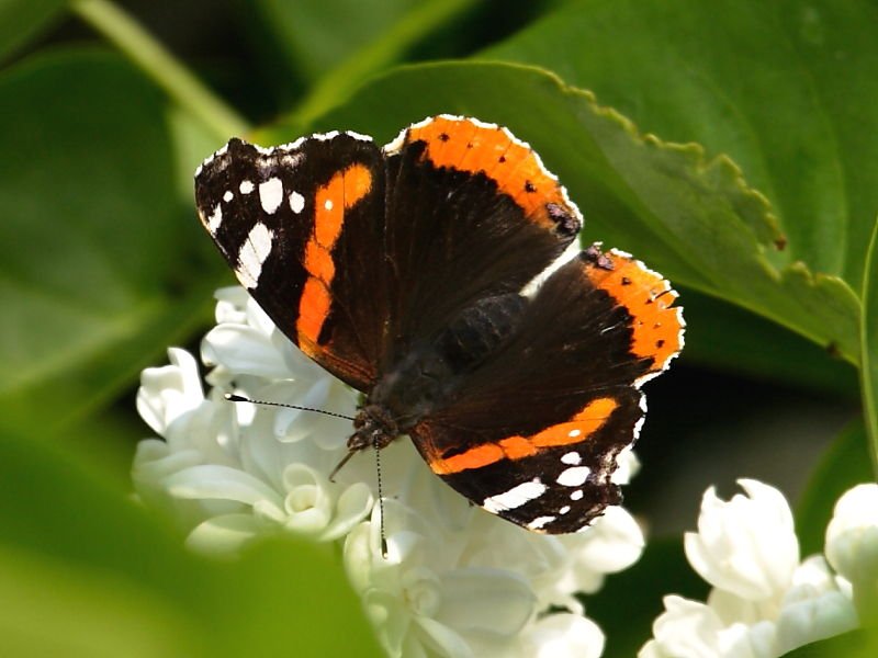 Red Admiral Butterfly