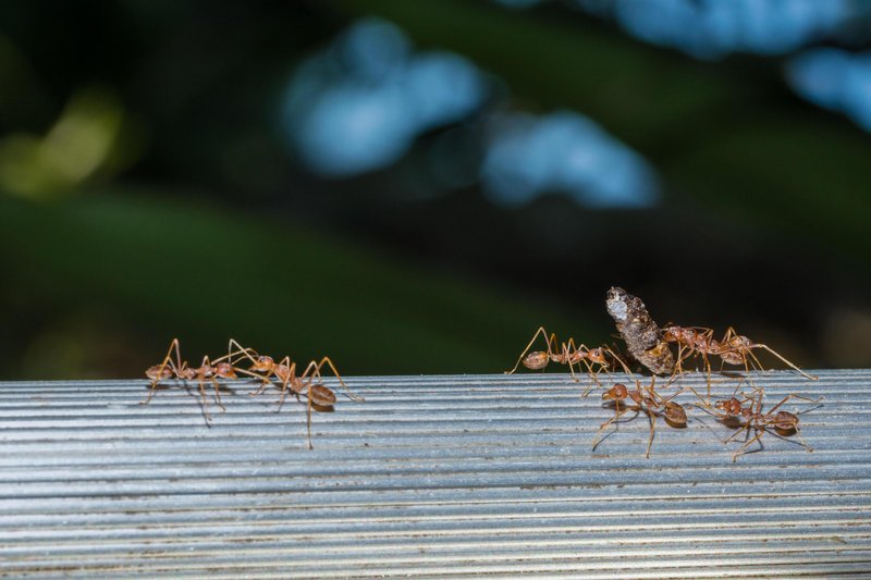 Red Ant