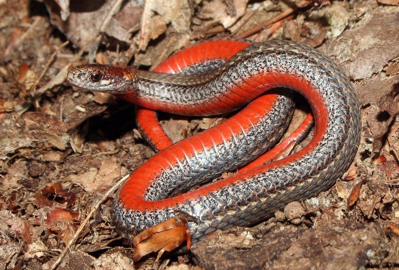Red-Bellied Snake