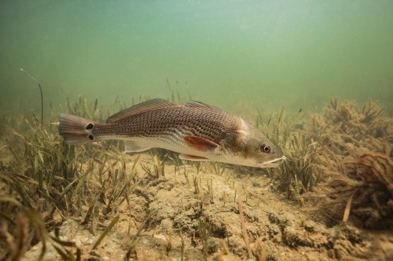 Red Drum