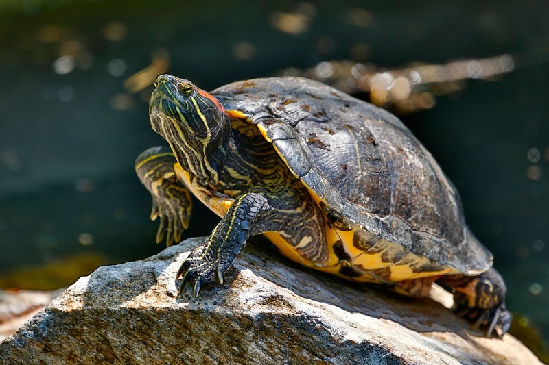 Red-Eared Slider