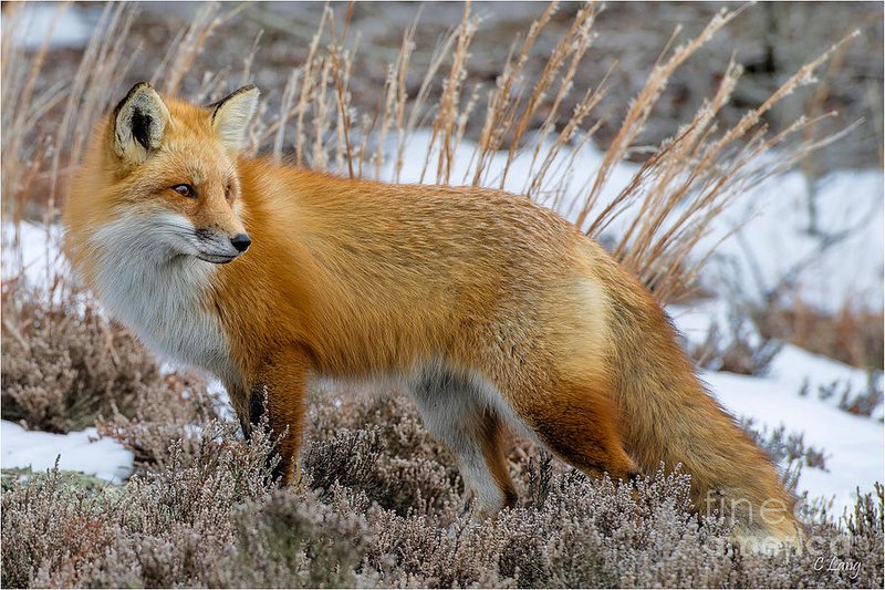 Red Fox