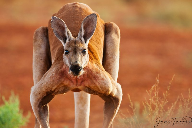 Red Kangaroo