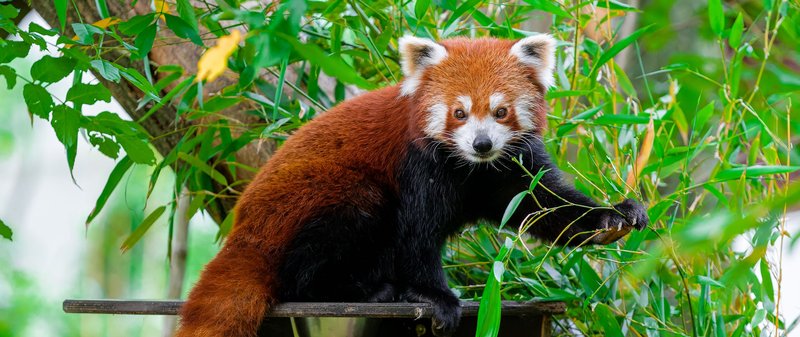 Red Panda