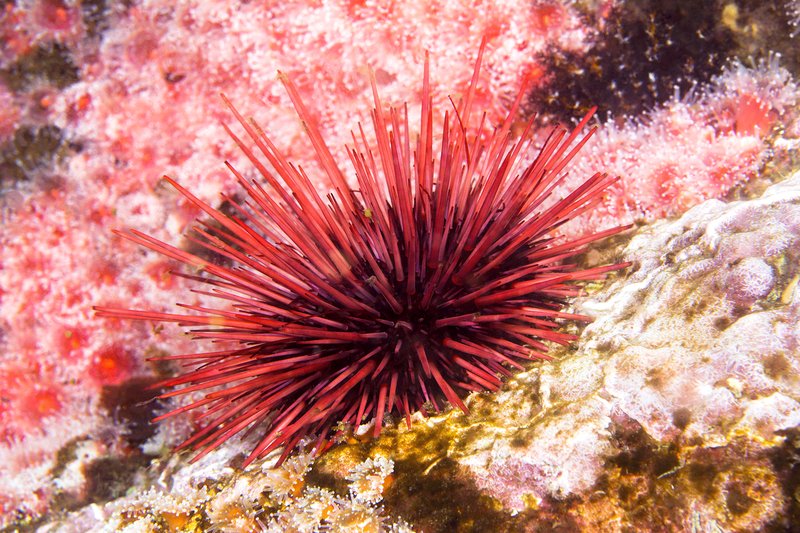 Red Sea Urchin