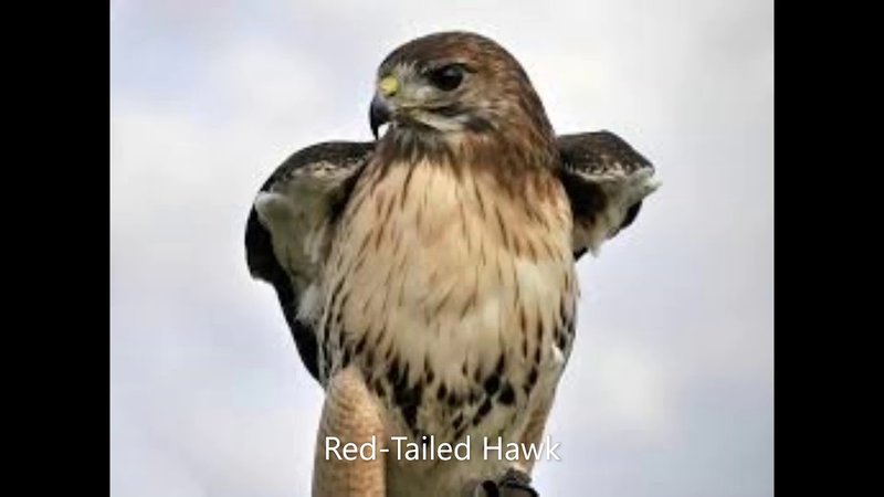 Red-Tailed Hawk Vocalizations And What They Mean