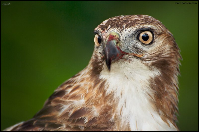 Red-Tailed Hawk