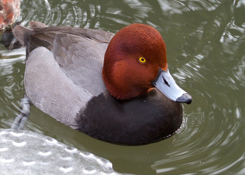 Redhead Duck