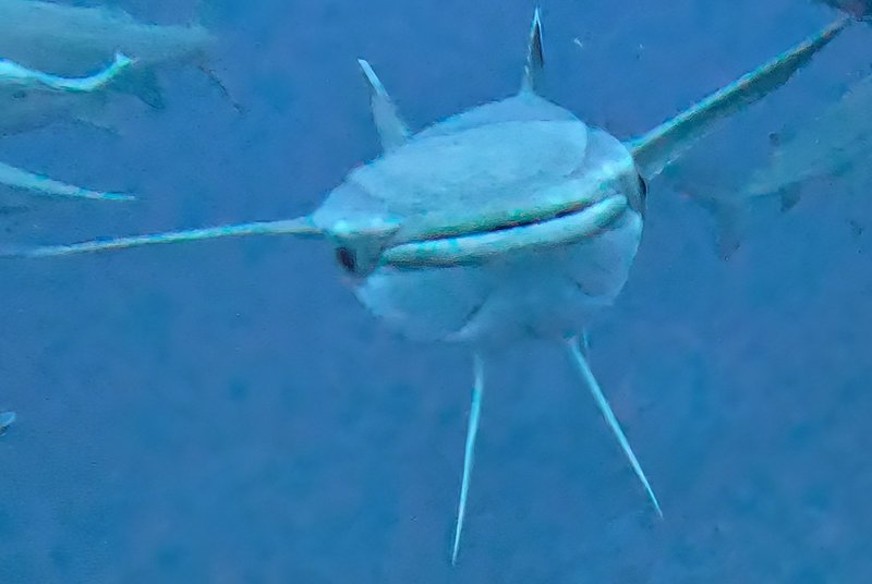 Remora