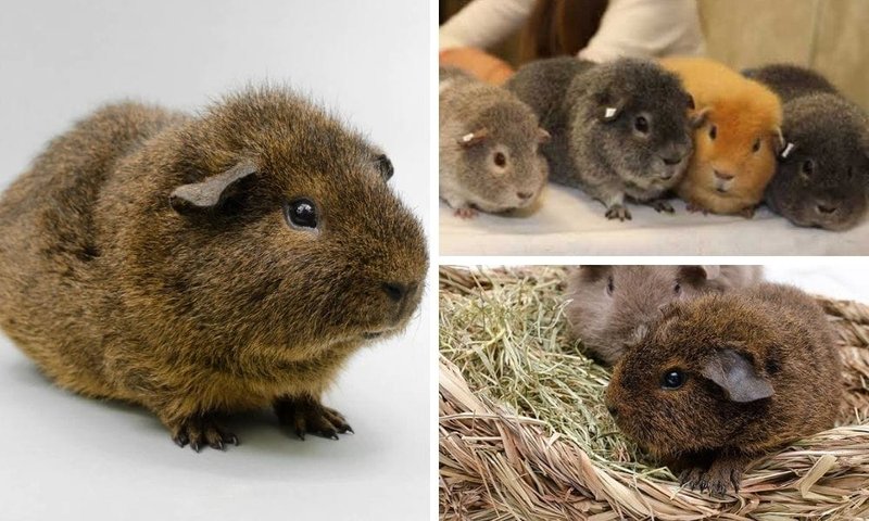 Rex Guinea Pig Overview: Appearance, Personality, And Grooming Needs
