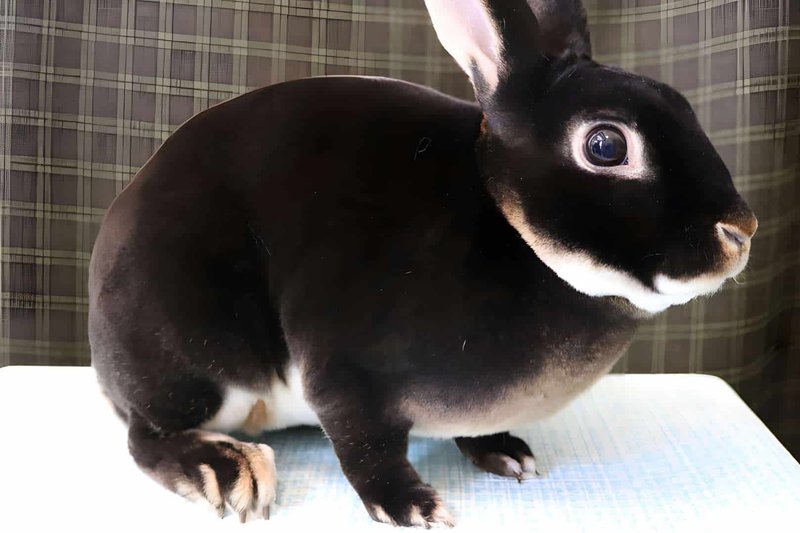 Rex Rabbit Overview: Size, Temperament, And Appearance