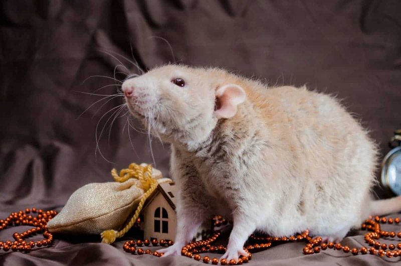 Rex Rat Overview: Traits, Appearance, And Temperament