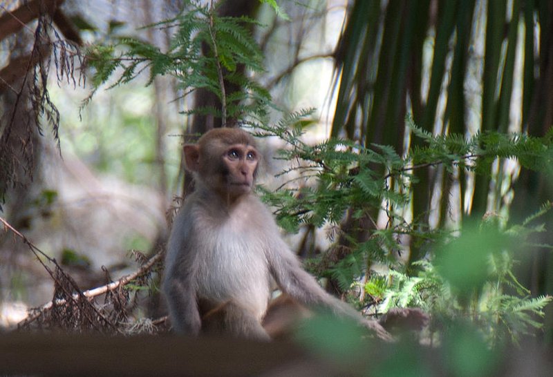 Rhesus Macaque