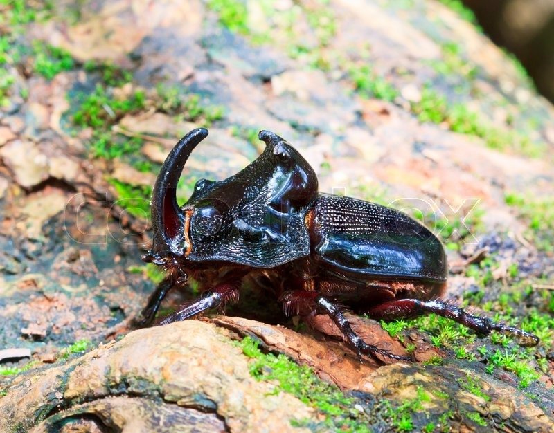 Rhinoceros Beetle