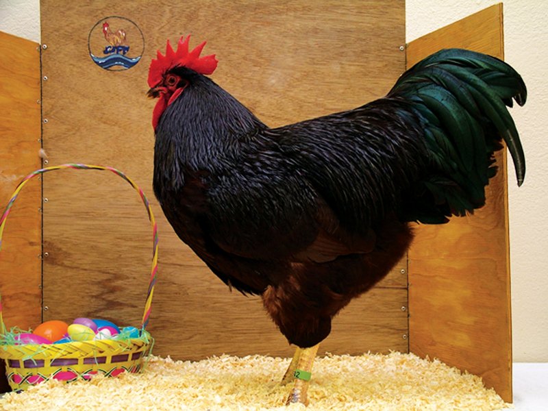 Rhode Island Red Vocalizations And What They Mean