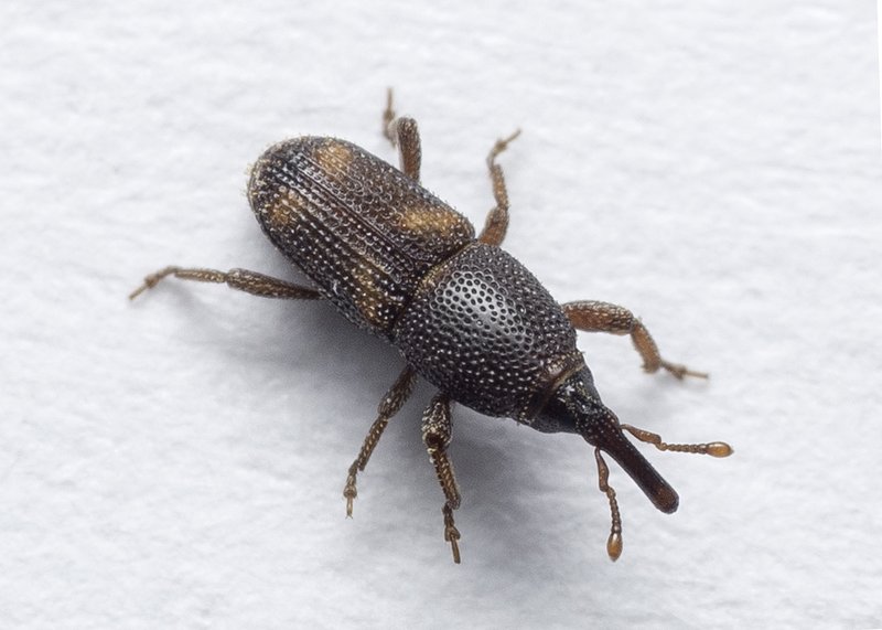 Rice Weevil