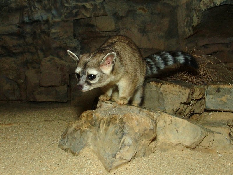 Ringtail