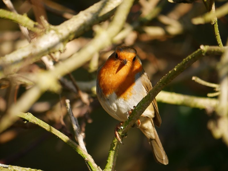 Robin
