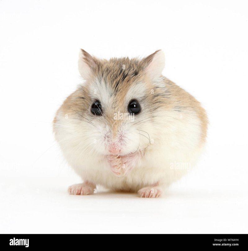 Roborovski Hamster Overview: Traits, Size, And Temperament