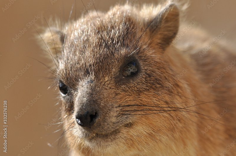 Rock Hyrax