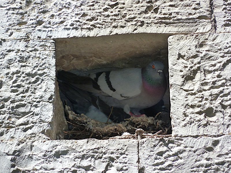 Rock Pigeon Nesting Habits And Lifecycle