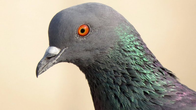 Rock Pigeon Vocalizations And What They Mean