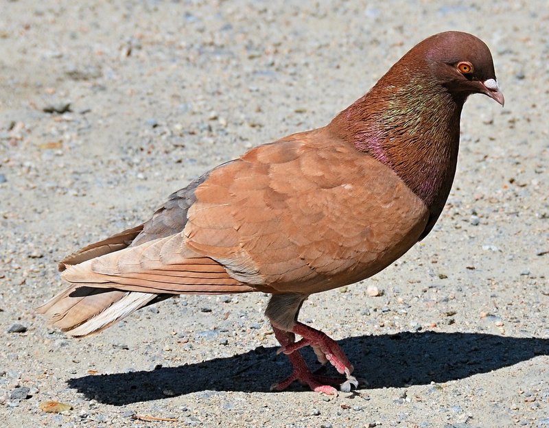 Rock Pigeon