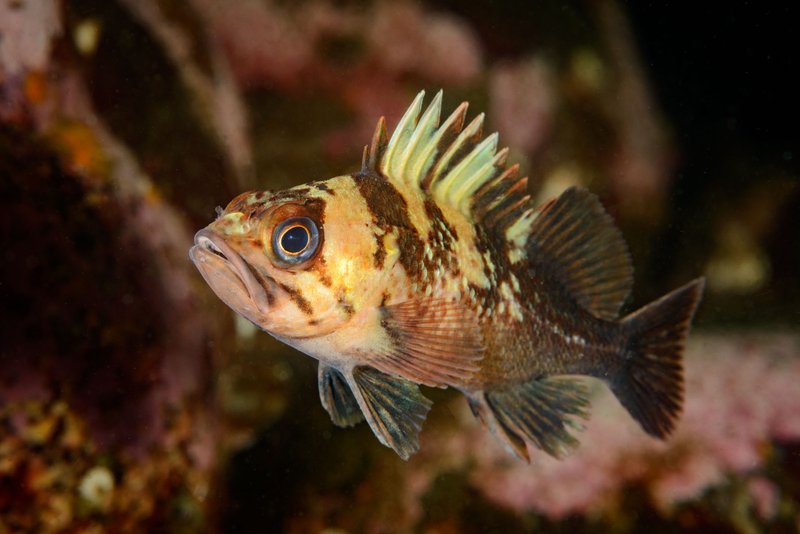 Rockfish