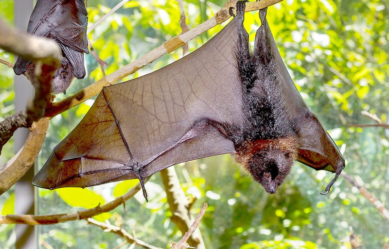 Rodrigues Flying Fox