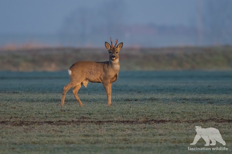 Roe Deer