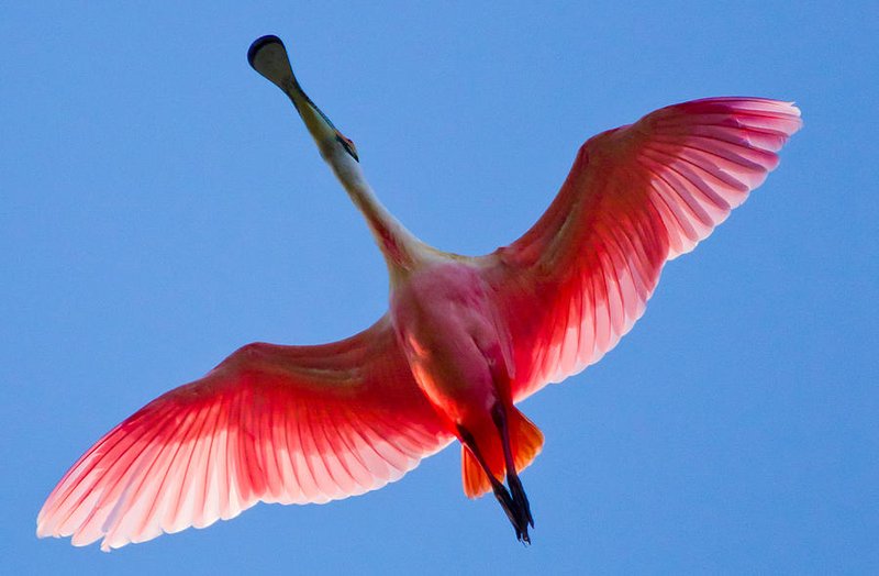 Roseate Spoonbill