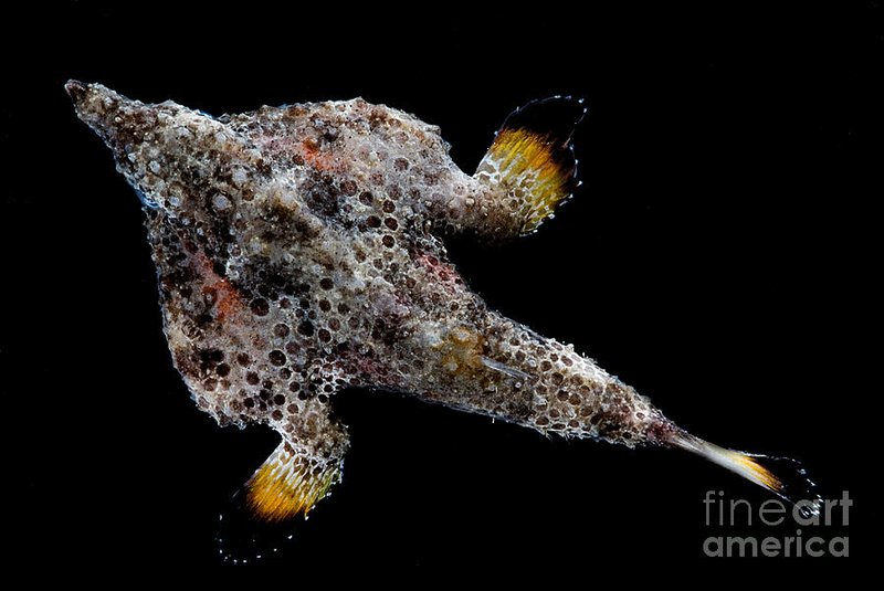Roughback Batfish