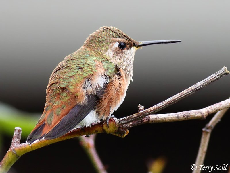 Rufous Hummingbird