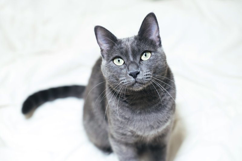 Russian Blue Cat Overview: Personality, Appearance, And Care Needs