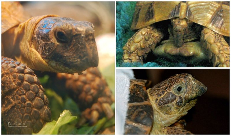 Russian Tortoise Vs. [Similar Species] - How They Compare