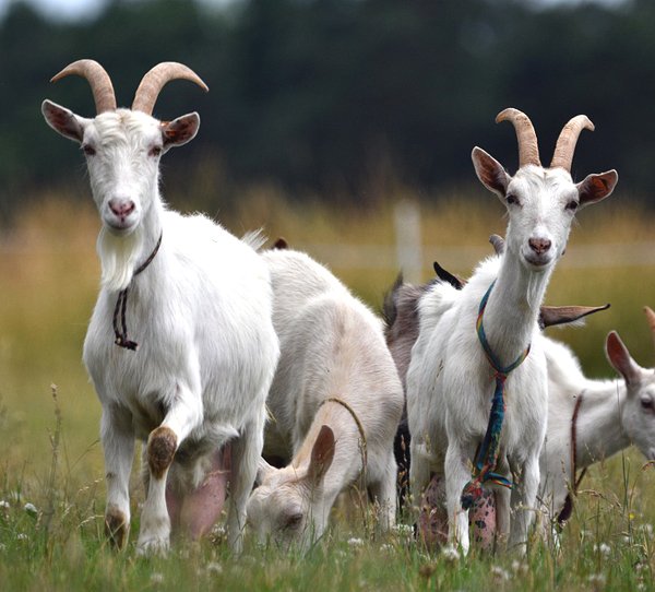 Saanen Goat Overview: History, Traits, And Primary Uses