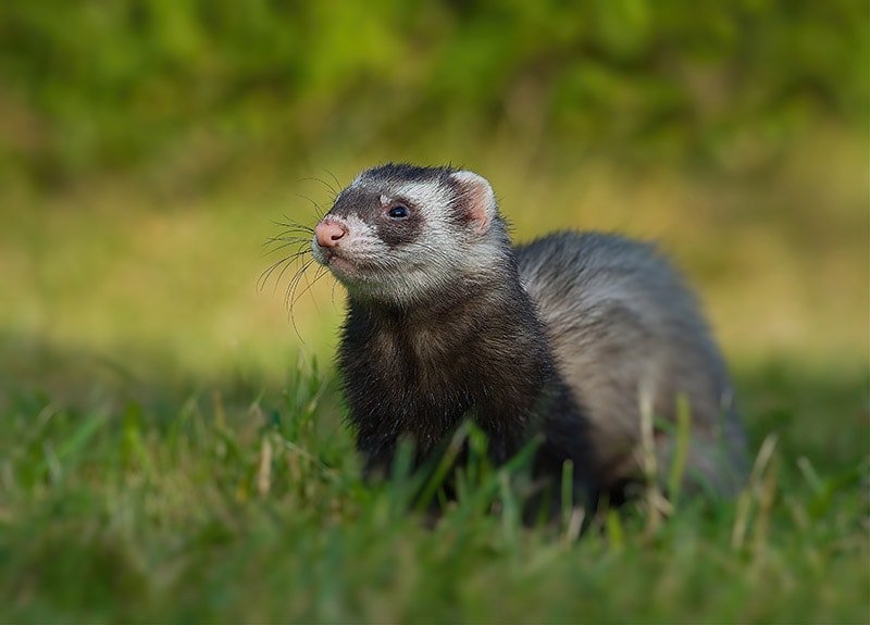Sable Ferret Overview: Color, Traits, And Temperament
