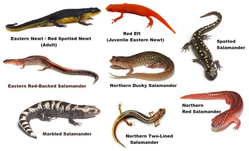 Salamander Vs. [Similar Species] - How They Compare