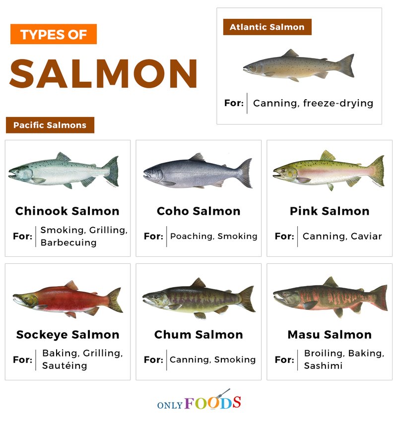 Salmon Vs. [Similar Species] - Key Differences