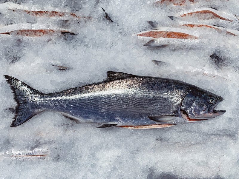 Salmon