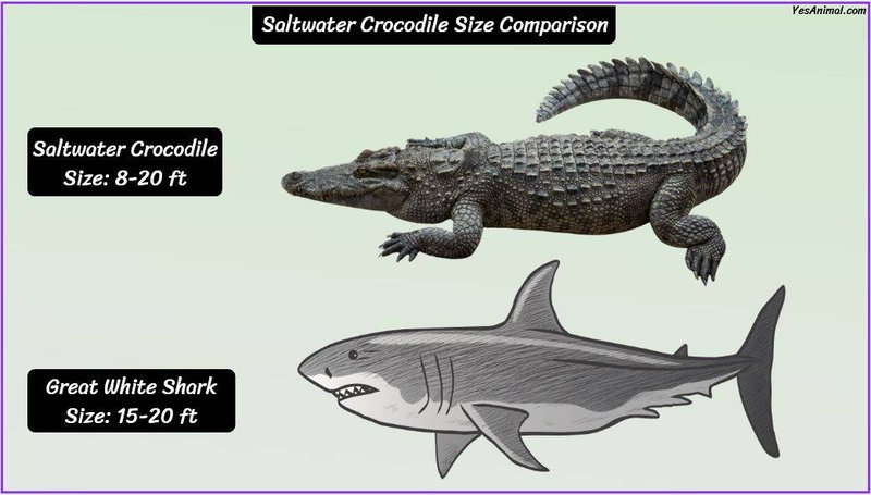 Saltwater Crocodile Vs. [Similar Species] - How They Compare