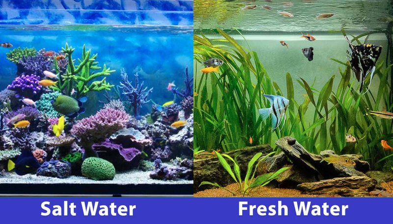 Saltwater Vs Freshwater Aquariums: Key Differences