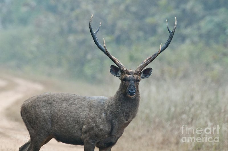 Sambar Deer