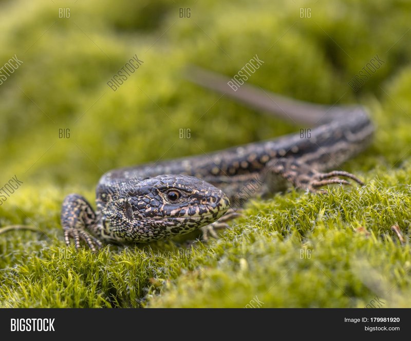 Sand Lizard