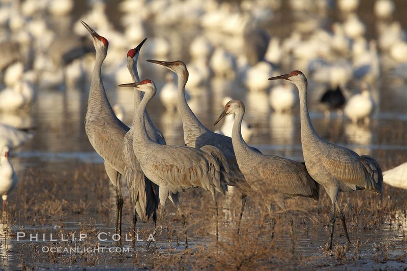 Sandhill Crane