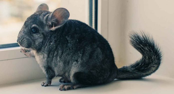 Sapphire Chinchilla Overview: Appearance, Traits, And Temperament