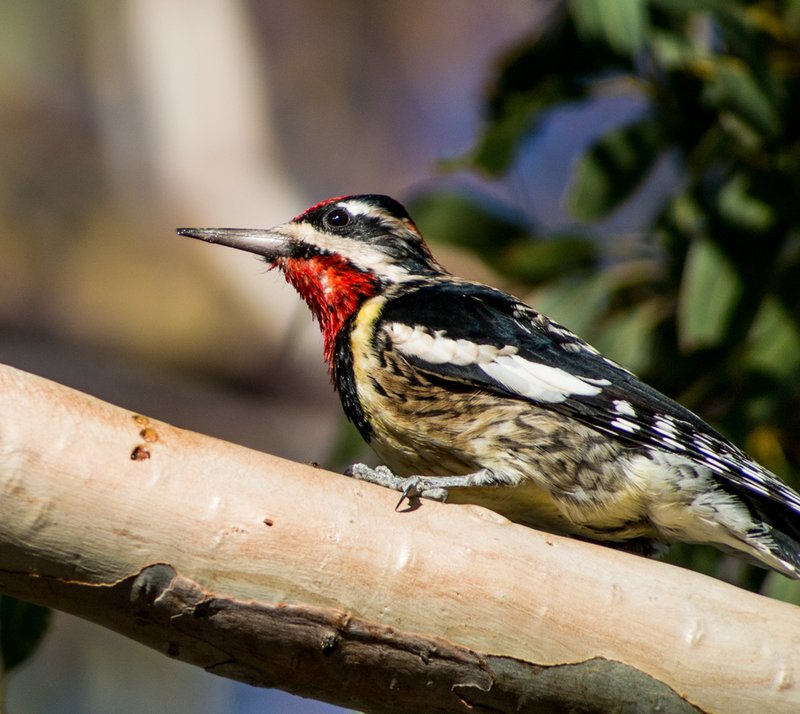 Sapsucker